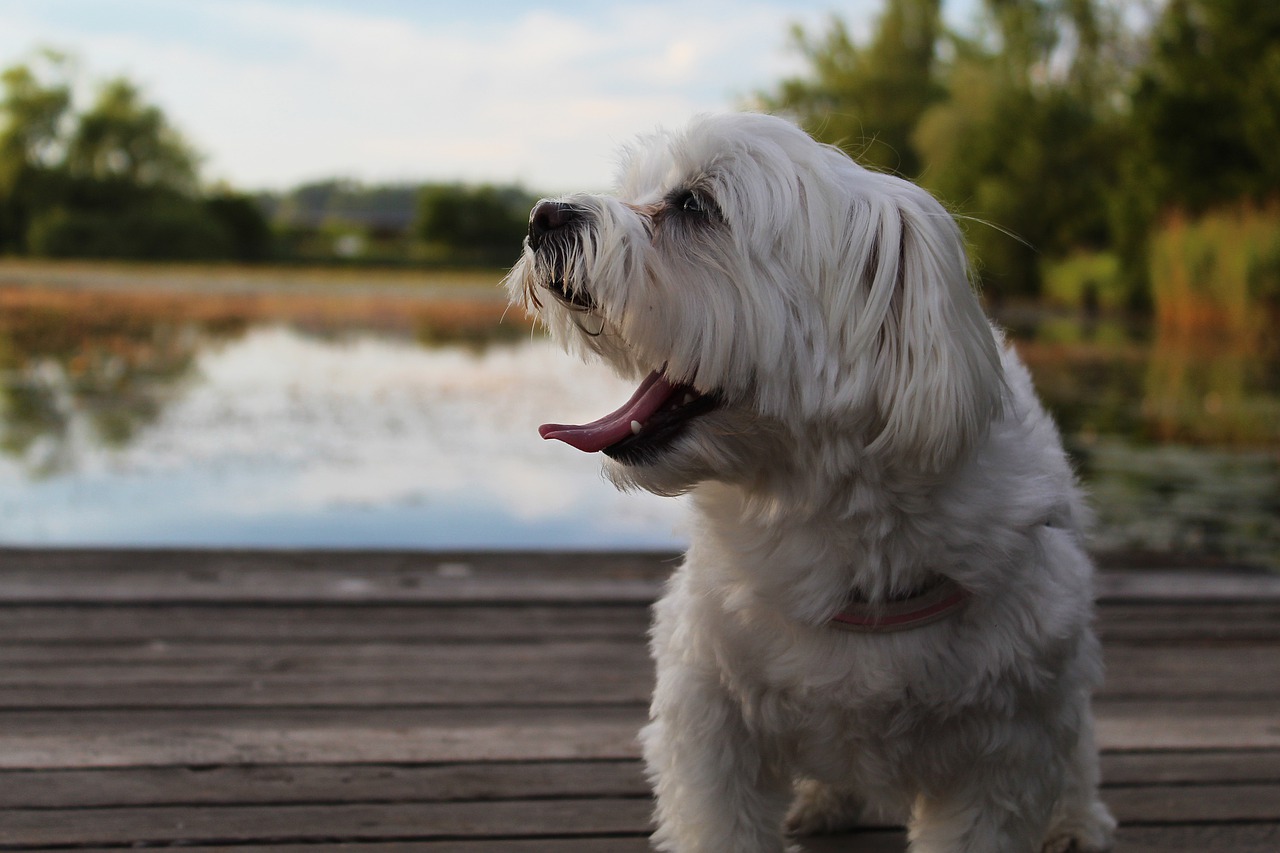 dog  tired  pet free photo