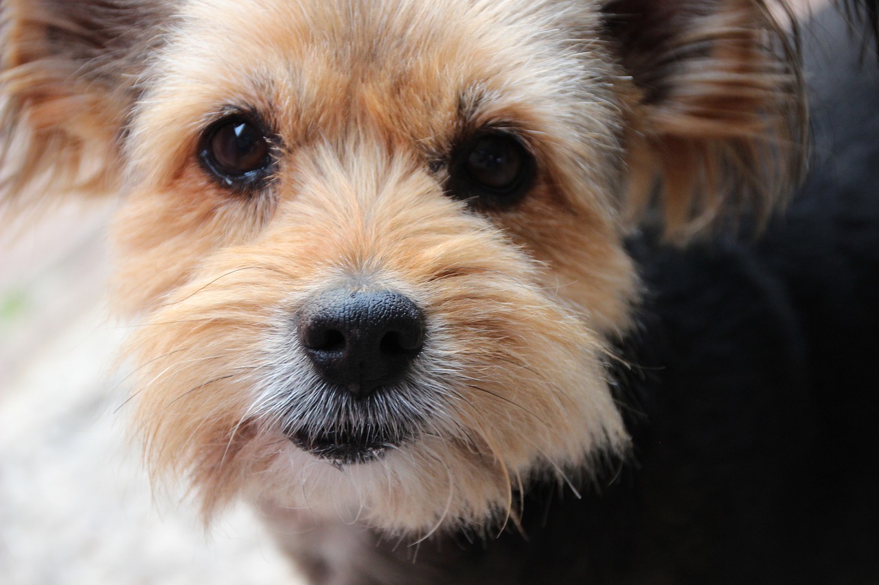 dog  mix  yorkshire terrier free photo