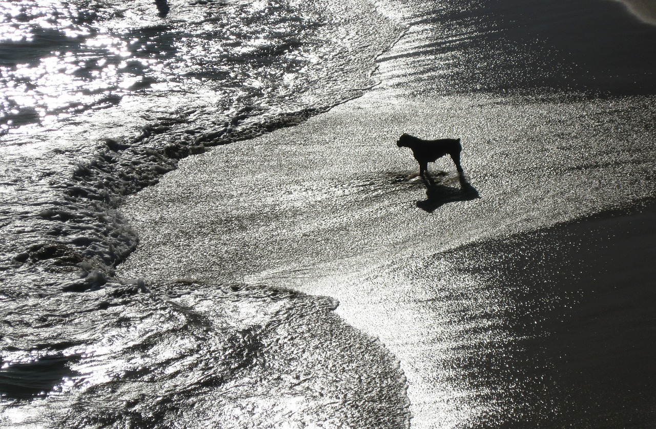 dog beach sea free photo