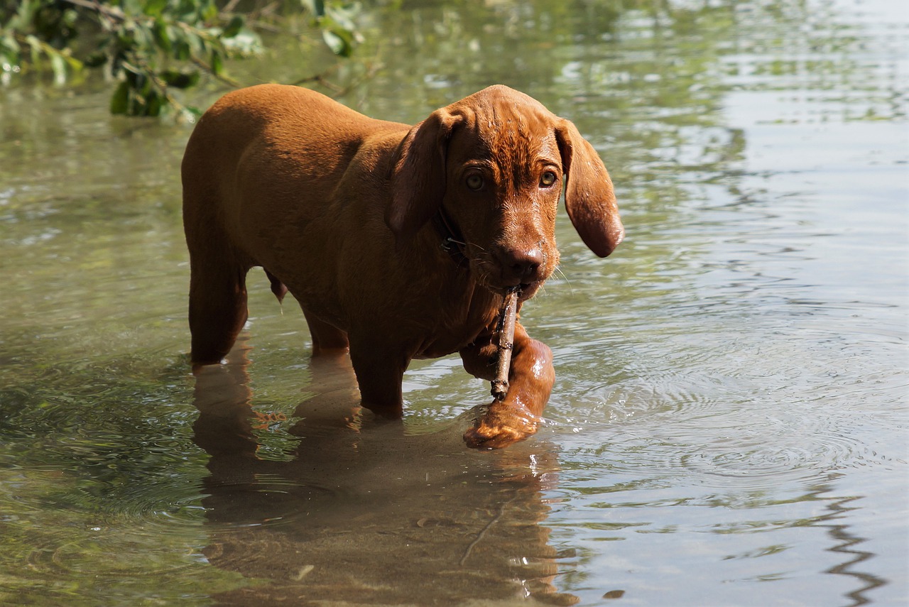 dog  puppy  water free photo