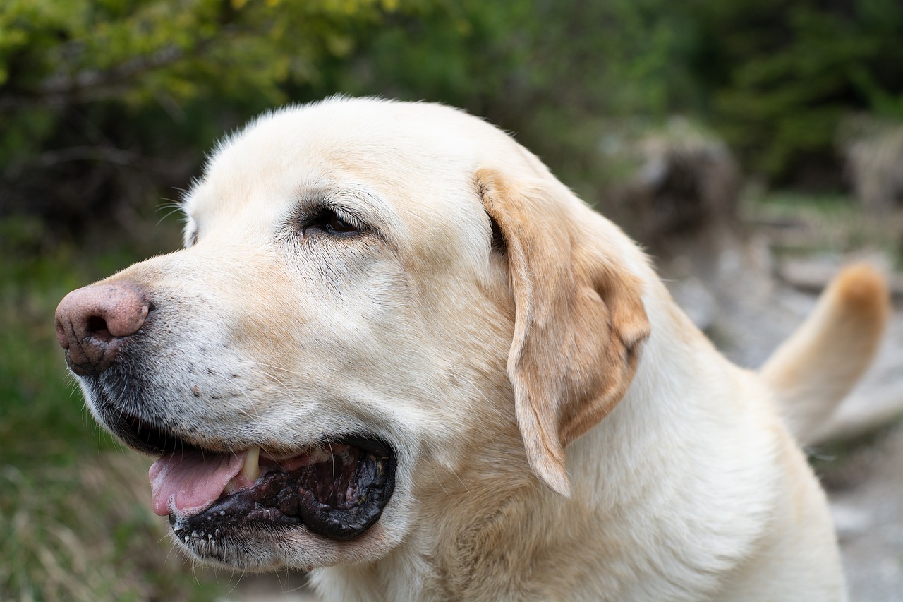 dog  animal  labrador free photo