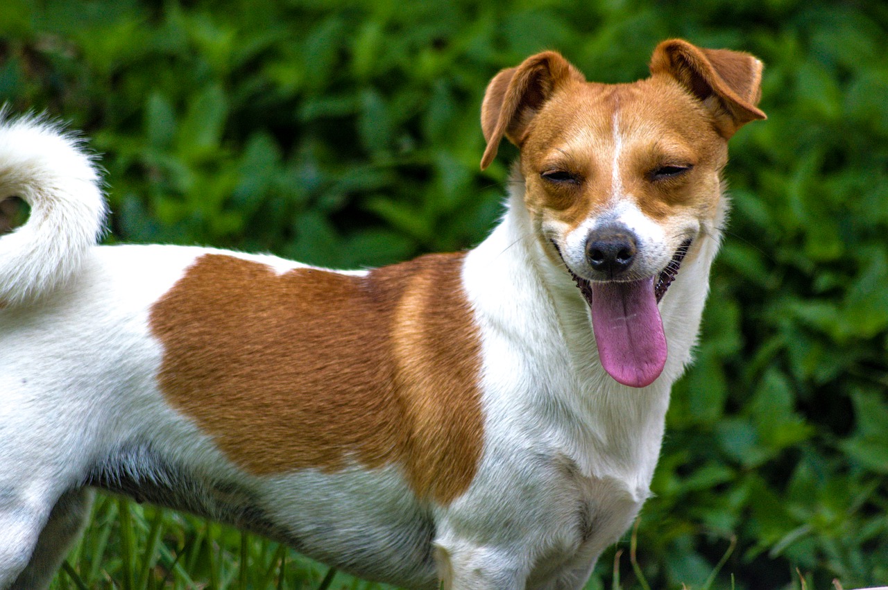 dog  jack  russell free photo