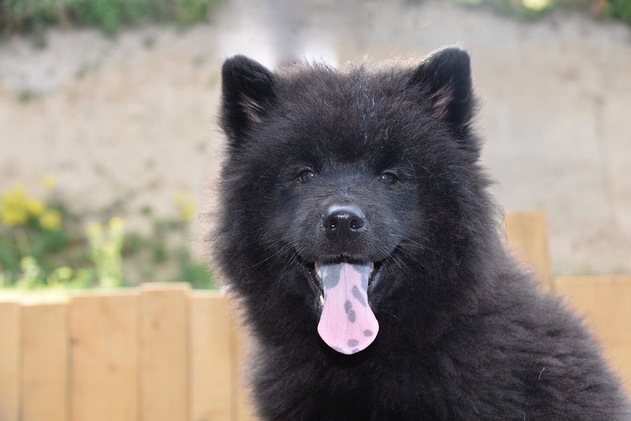 dog  bitch  eurasier puppy free photo