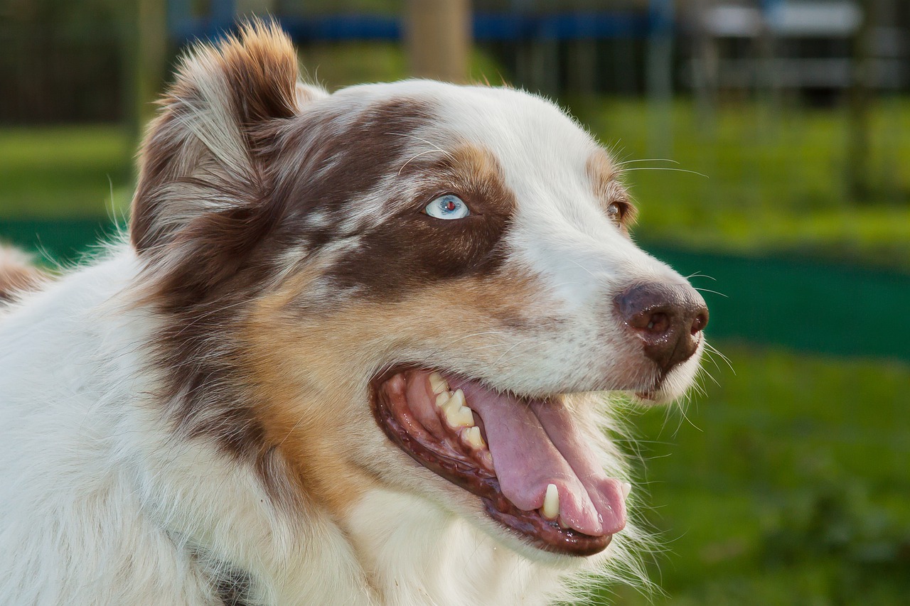 dog  animal  herding dog free photo