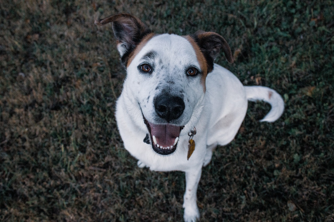 dog  happy  fun free photo