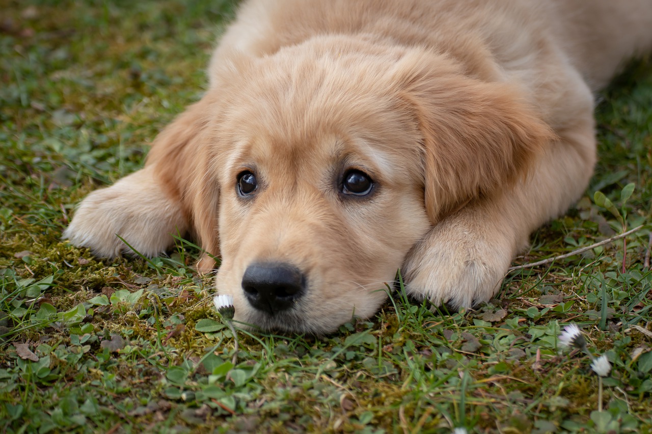 dog  puppy  golden retriver free photo