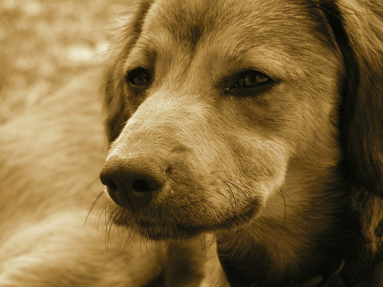 dog head snout free photo