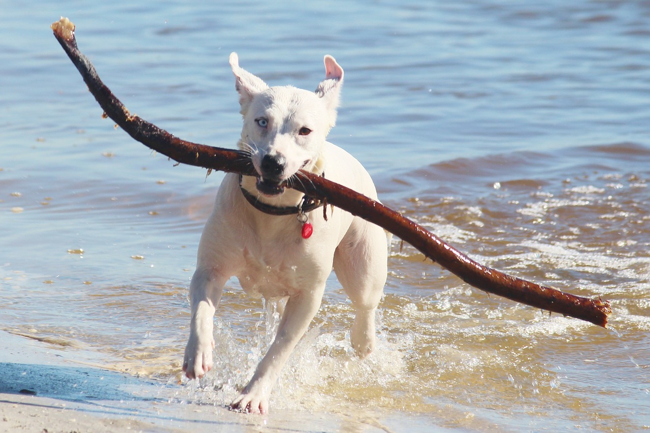 dog batons beach free photo