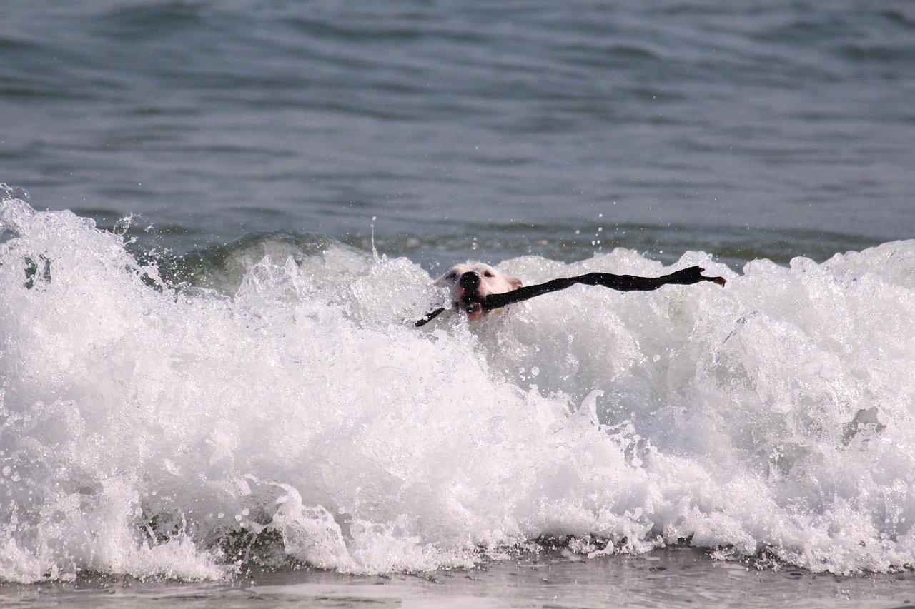 dog sea wave free photo