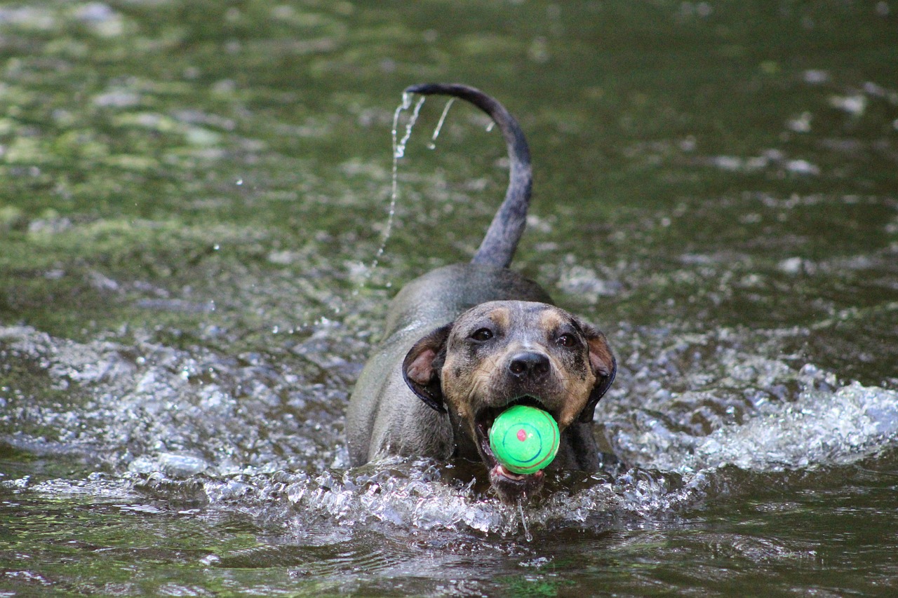 dog water ball free photo
