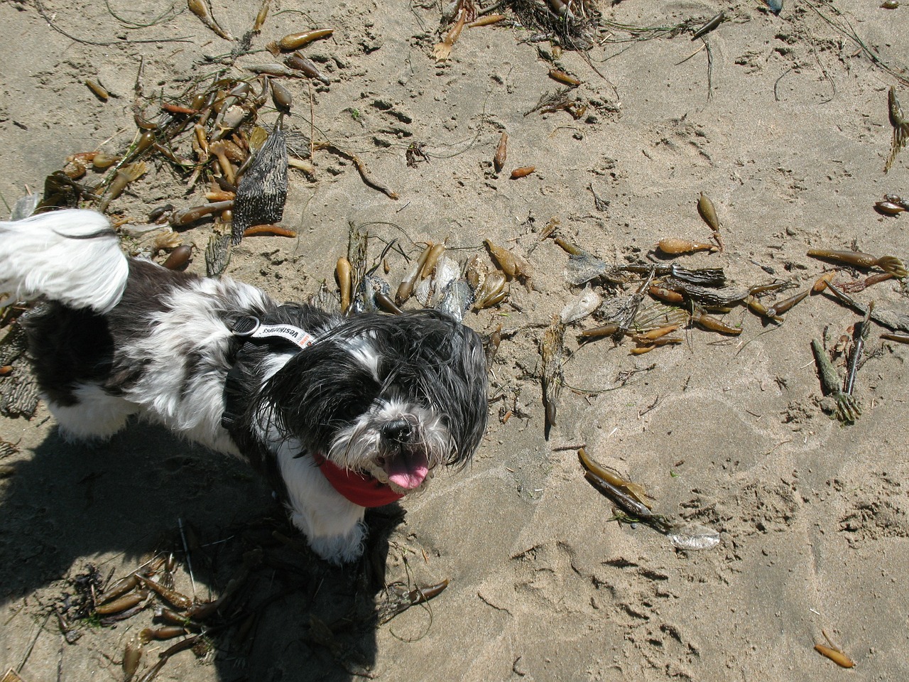 dog beach sun free photo