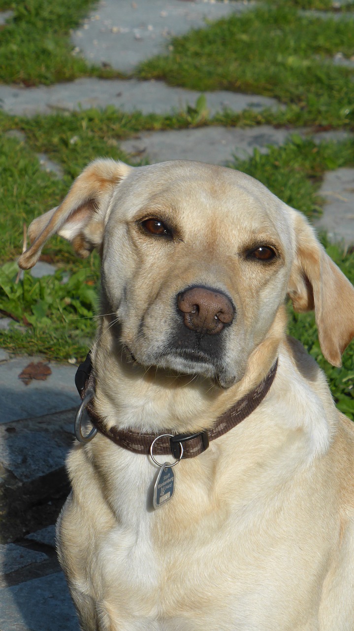 dog snout head free photo