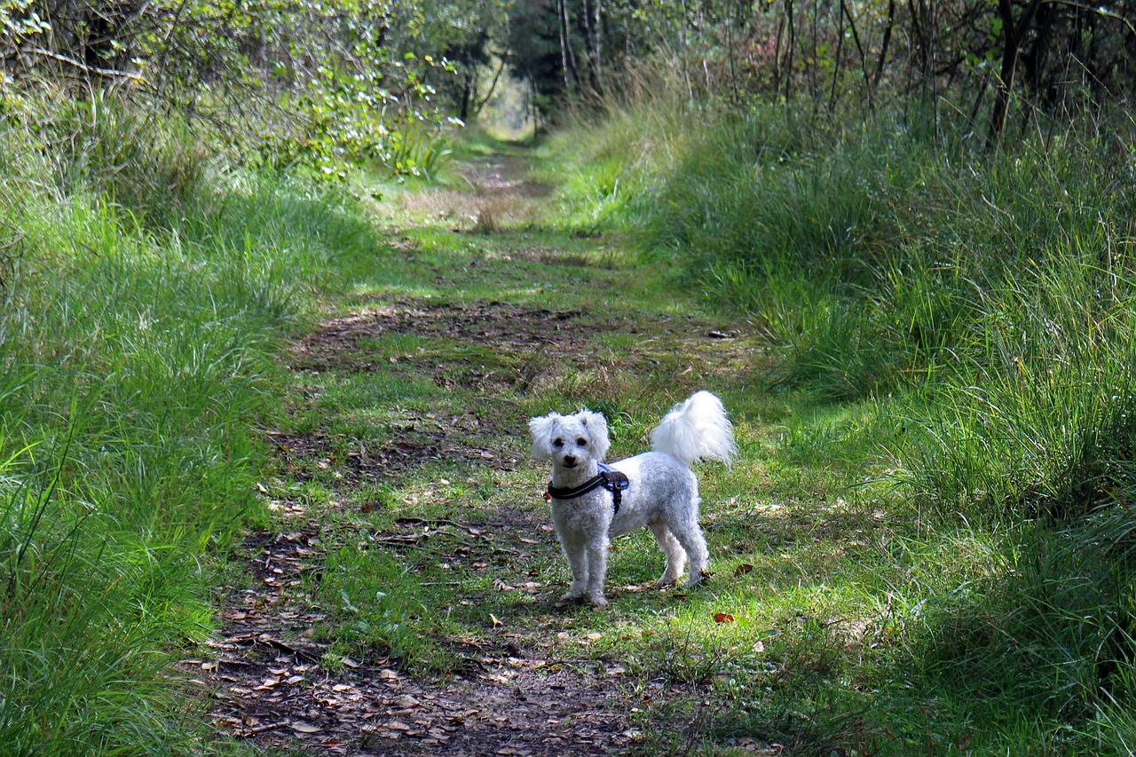 dog wait away free photo