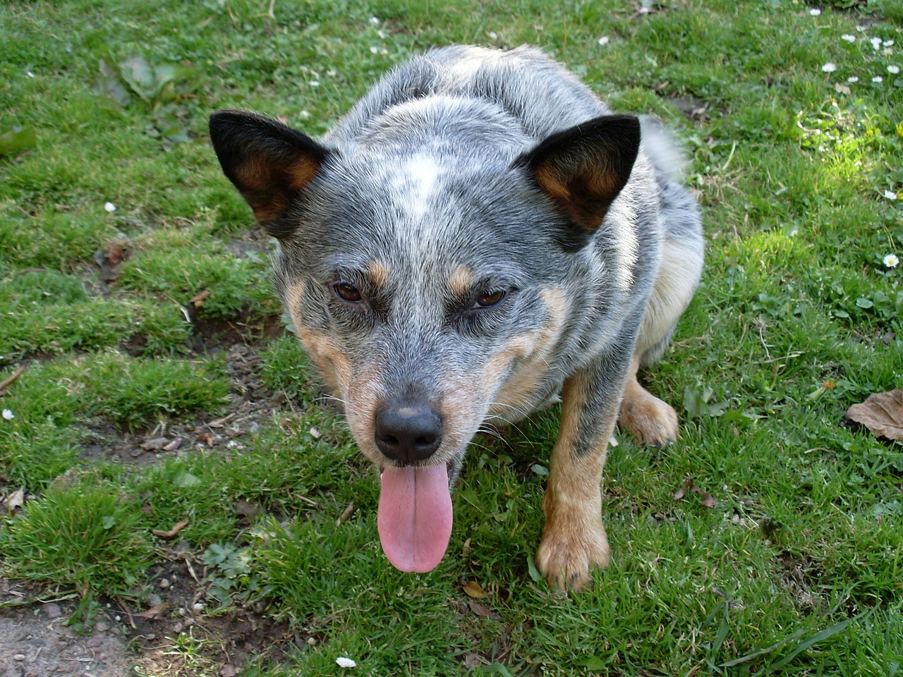 dog blue heeler heeler free photo