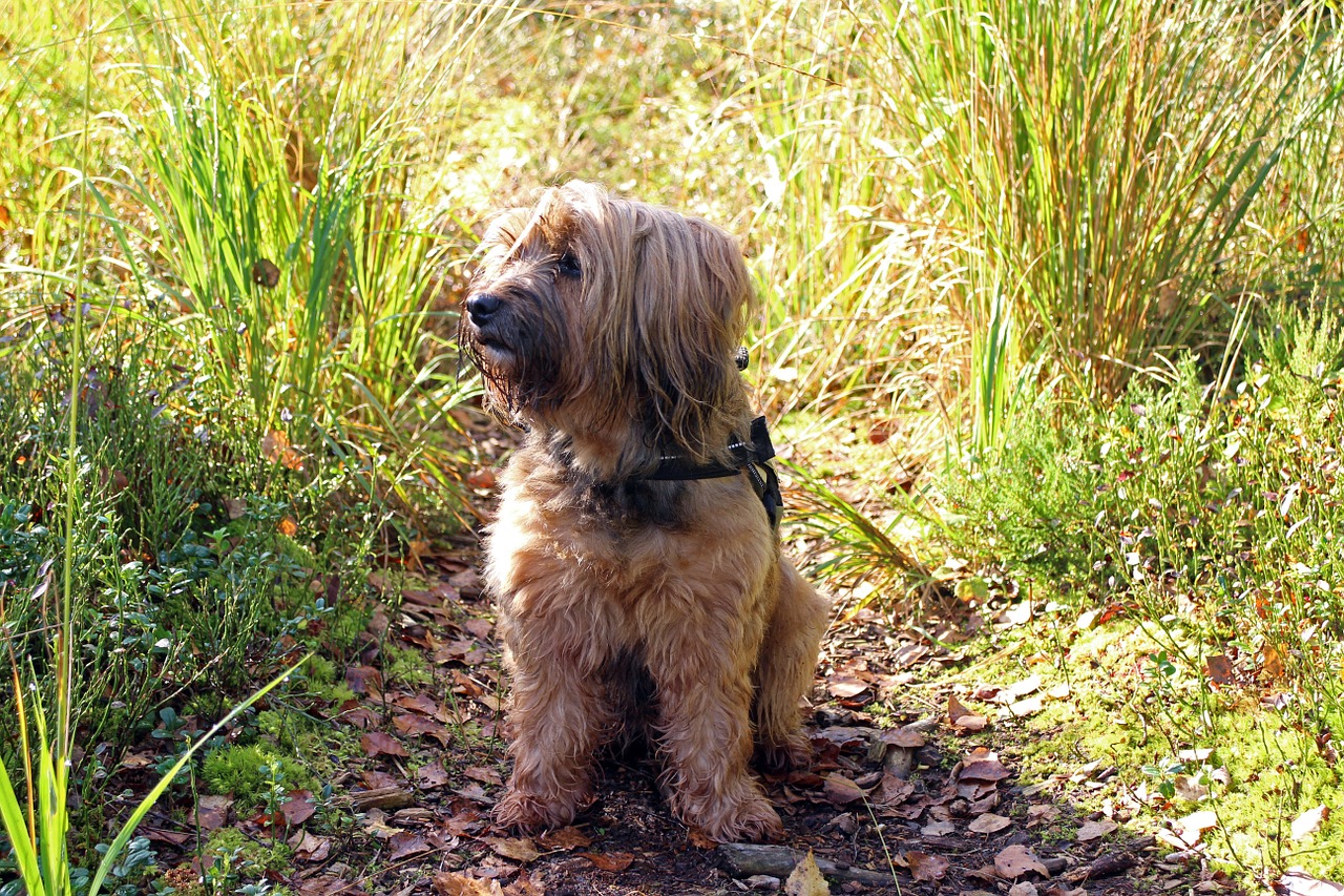 dog terrier tibetan terrier free photo