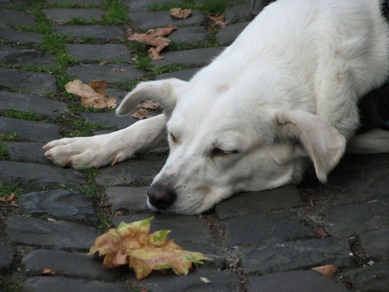 dog rest cobblestones free photo