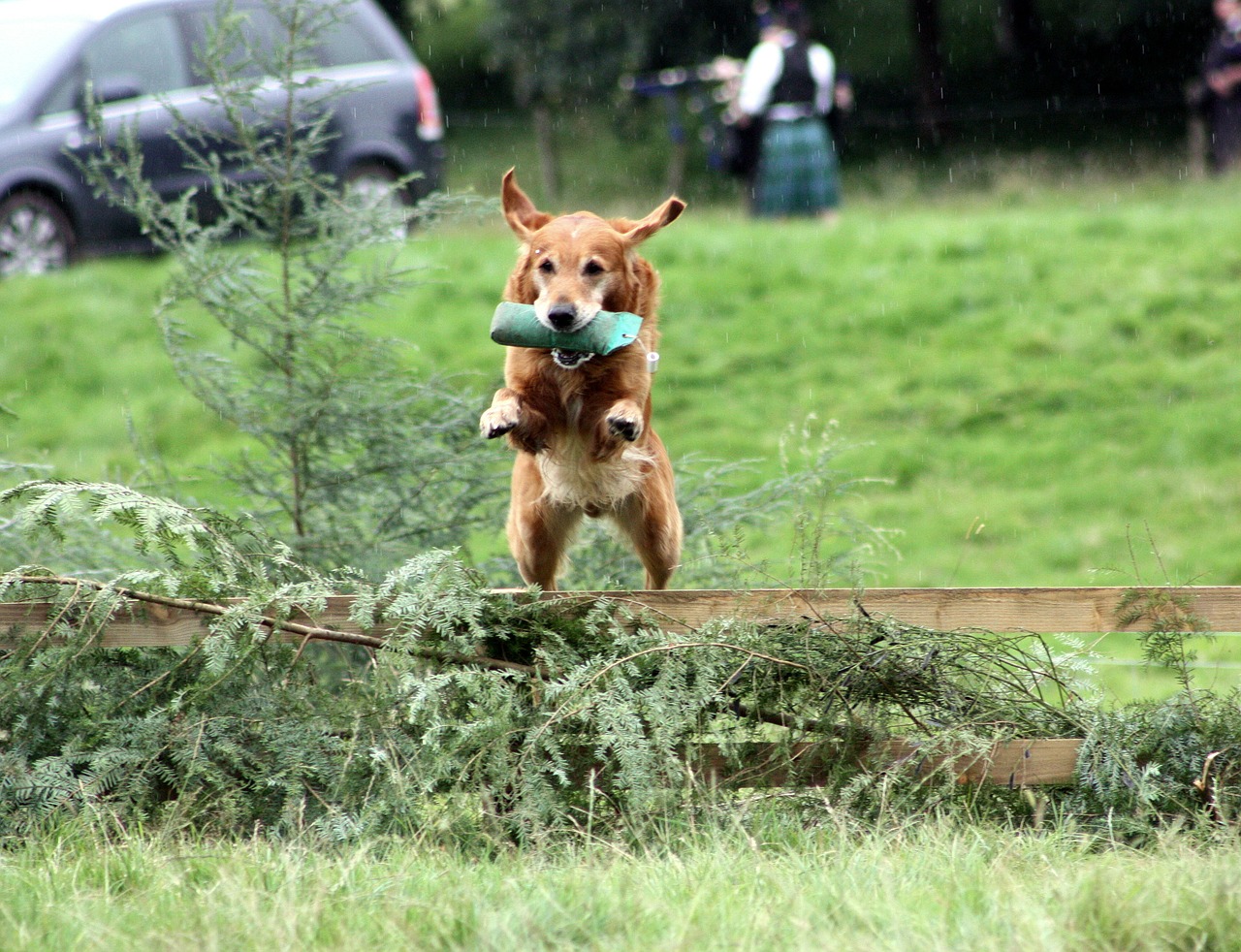 dog training jump free photo