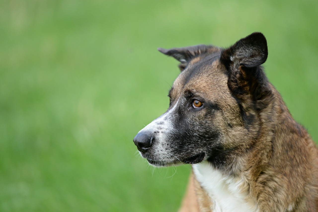 dog portrait bokeh free photo