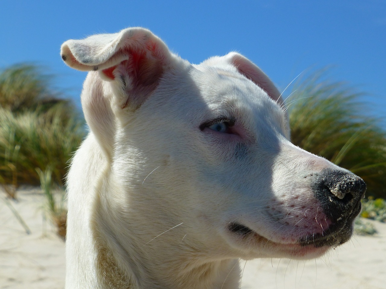 dog beach snout free photo