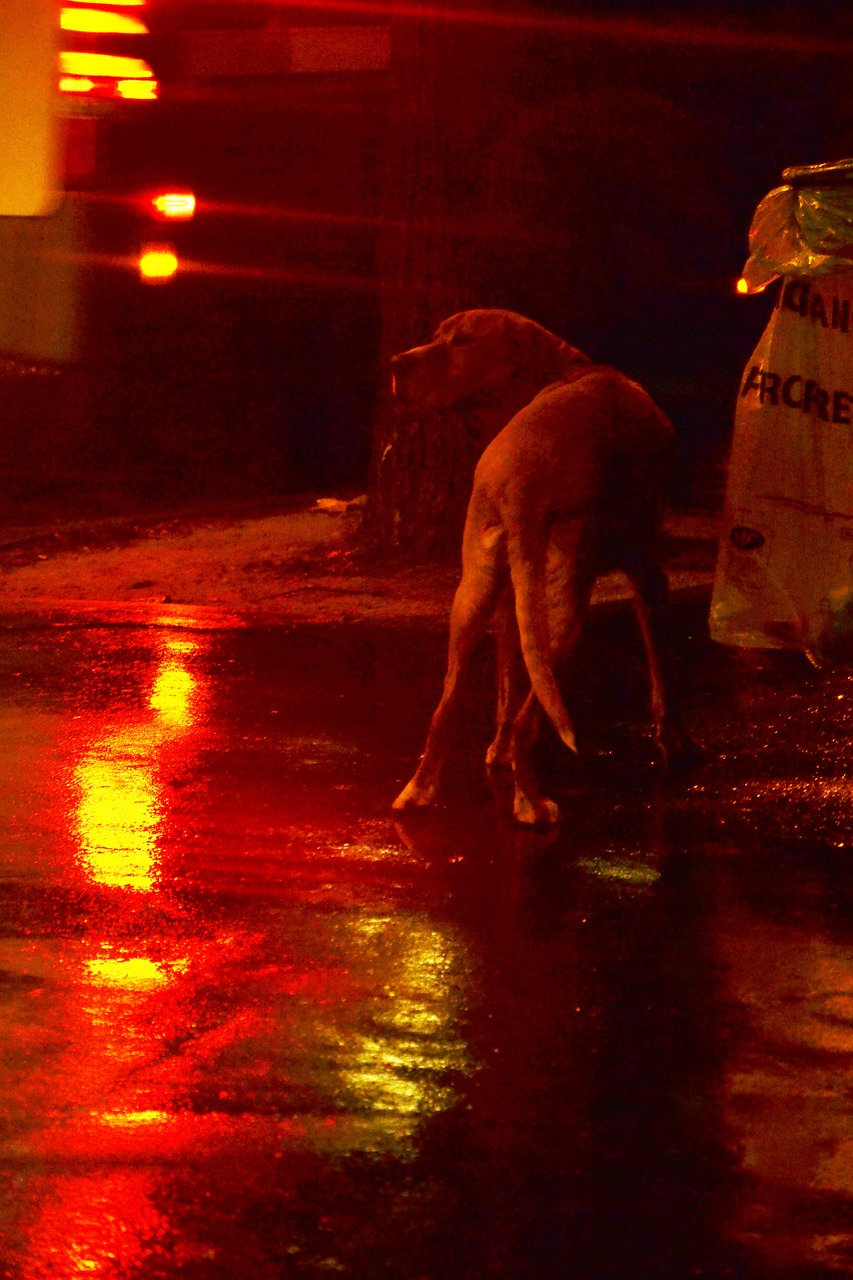 dog paris night free photo