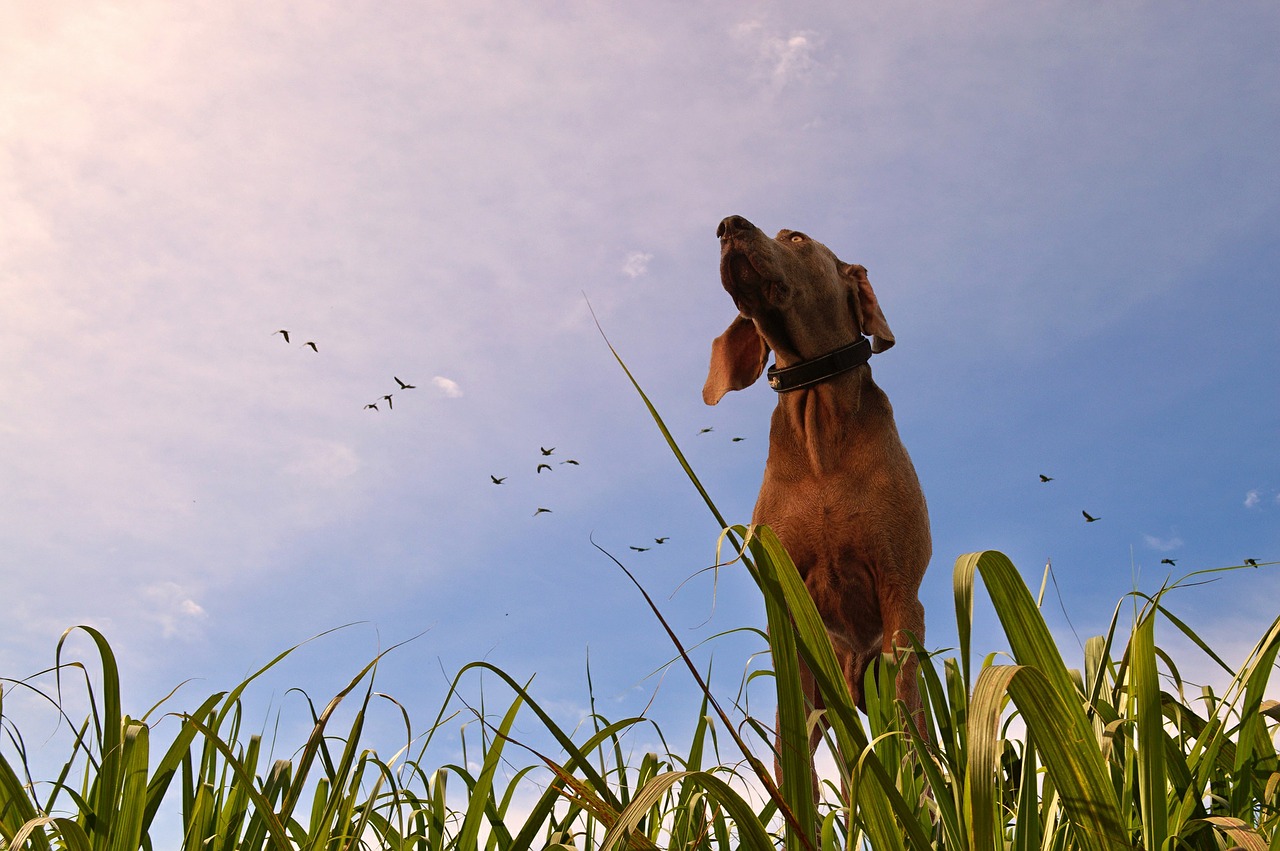 dog prairie grass free photo