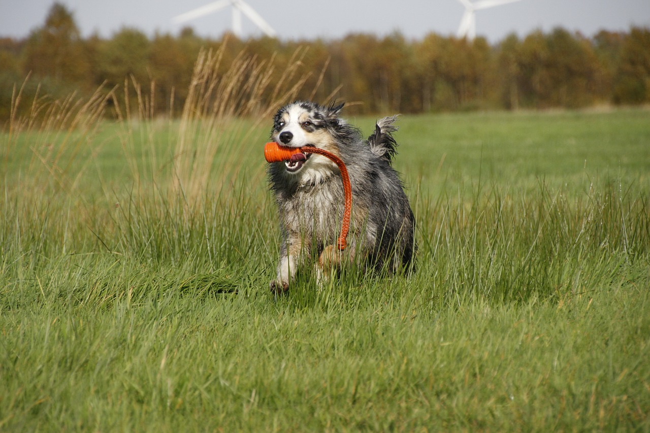 dog shepherd race free photo