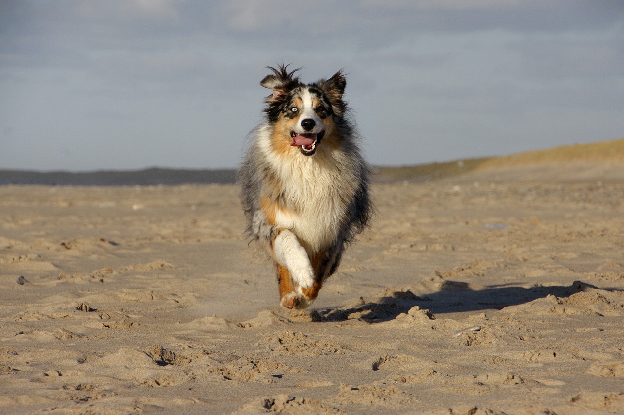 dog shepherd race free photo