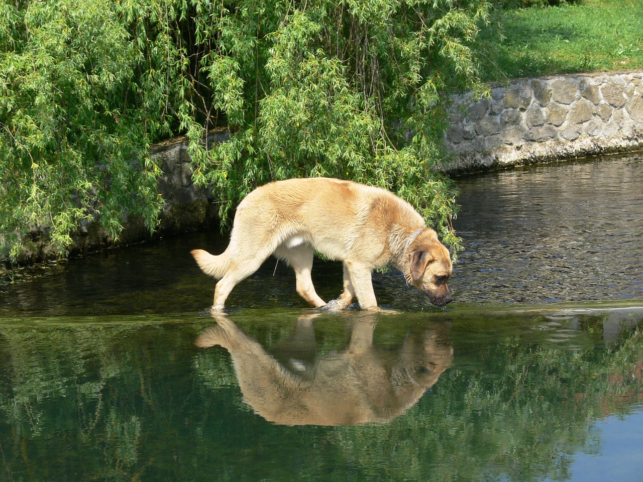 dog water animal free photo