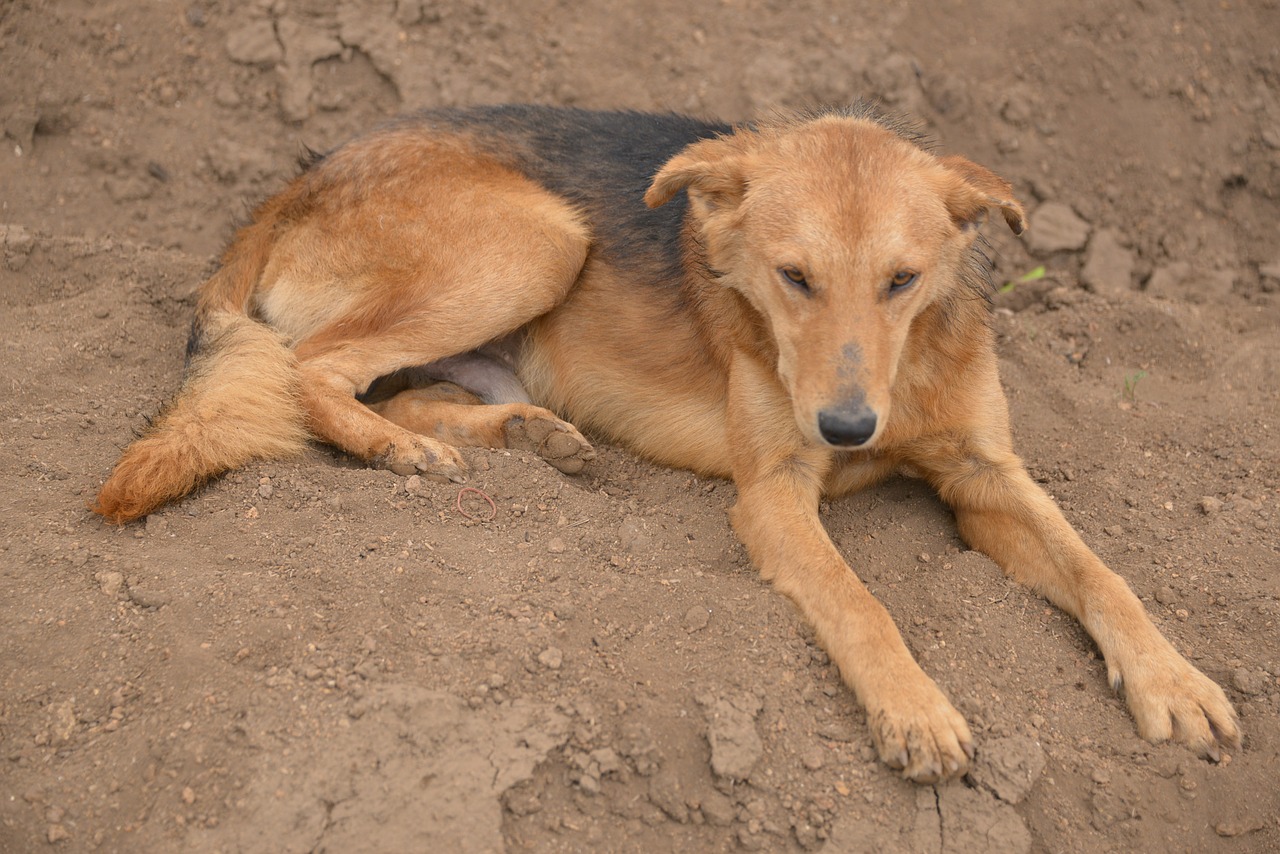 dog lazy country free photo