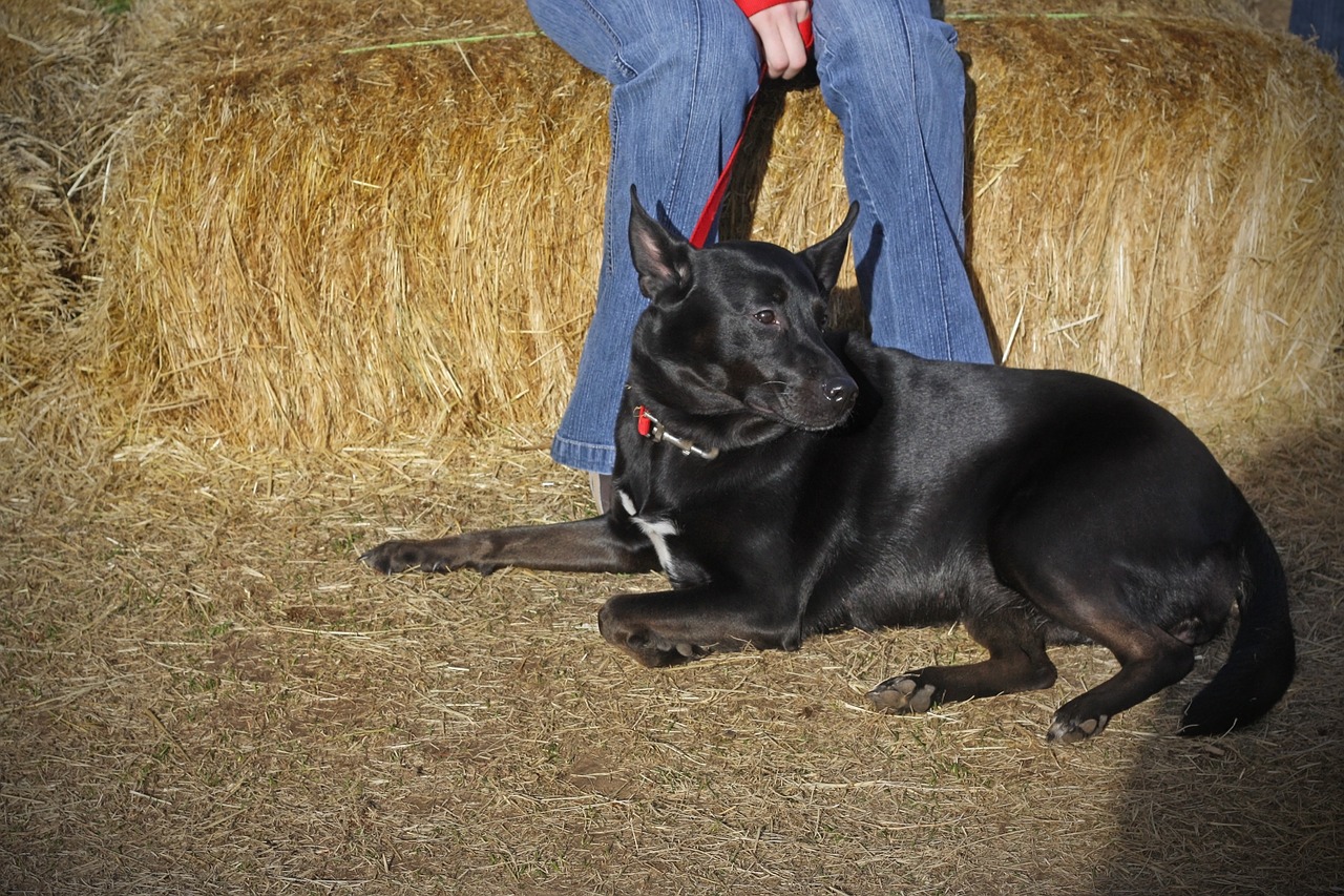 dog sitting black free photo