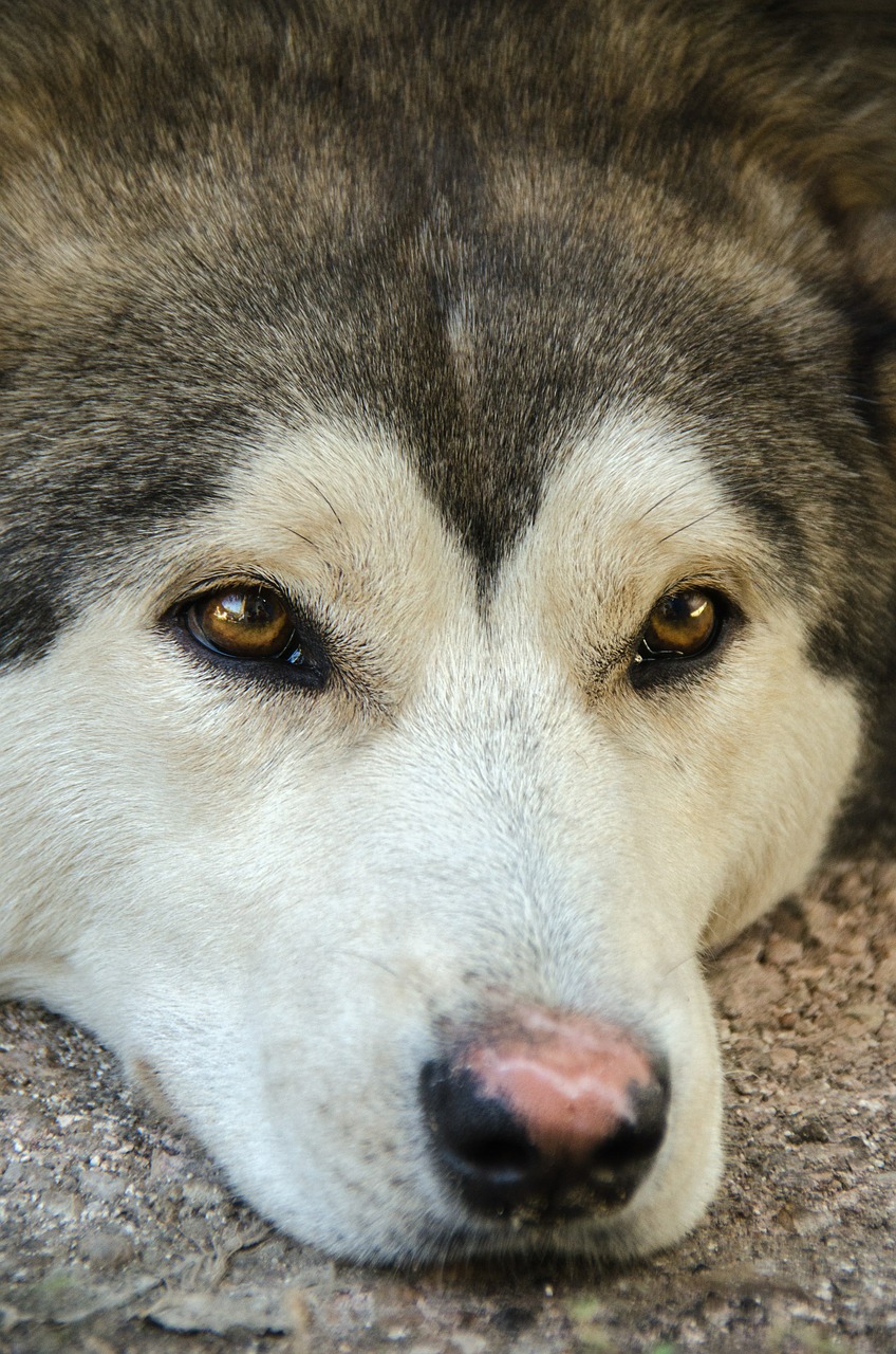 dog husky siberian free photo