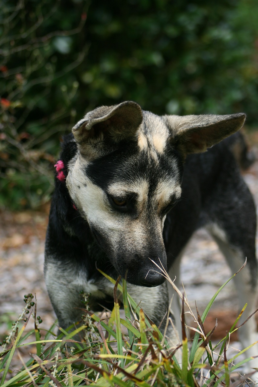 dog young puppy free photo