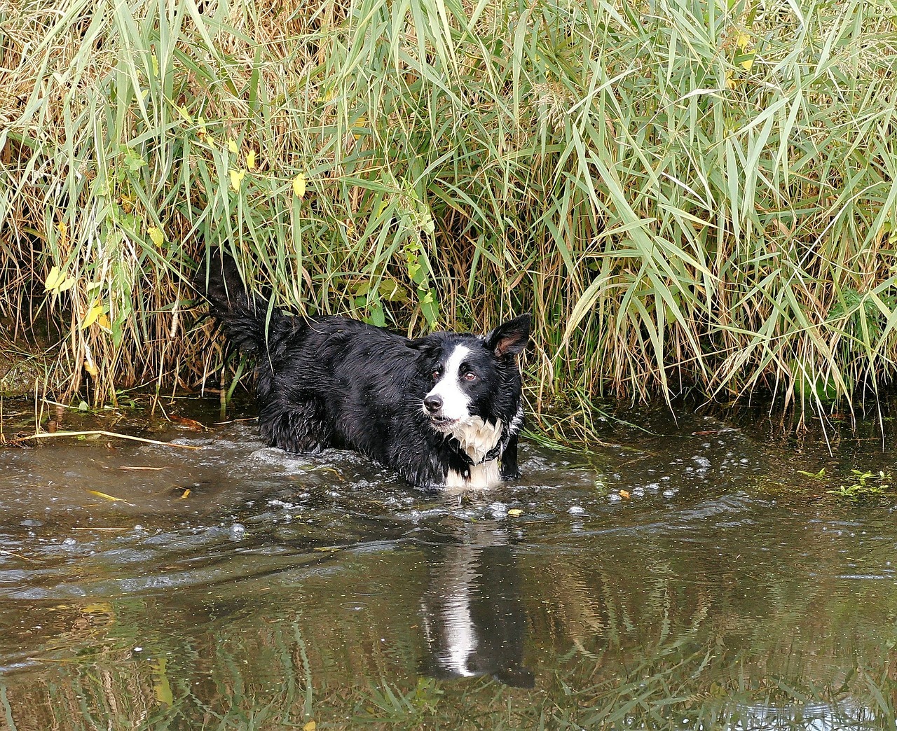 dog water wet free photo