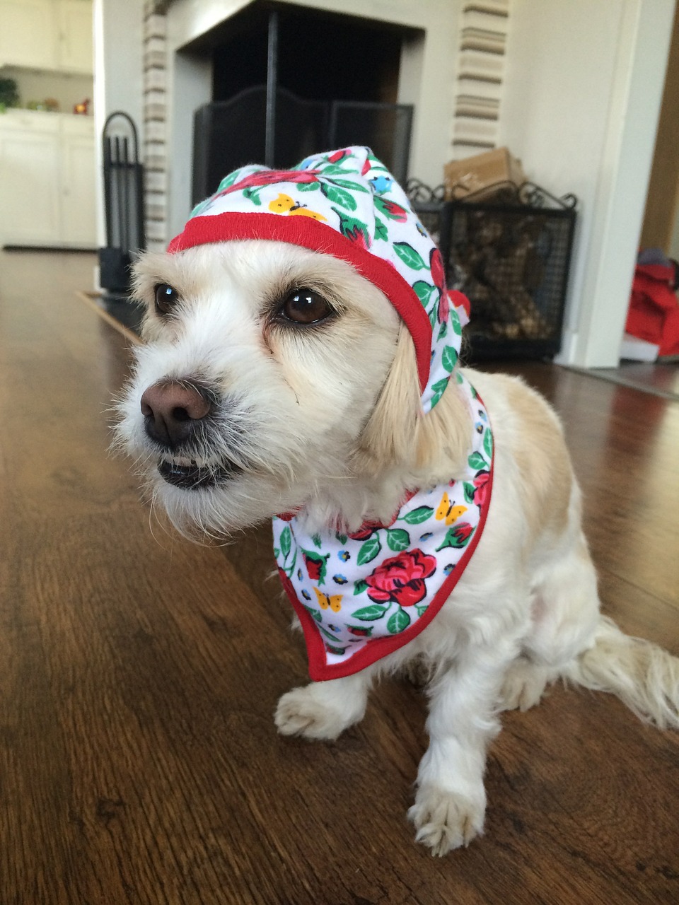 dog funny dog dog in clothes free photo