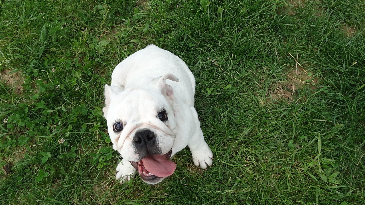 dog puppy english bulldog free photo