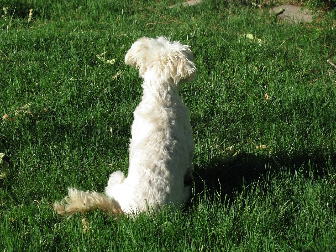 dog pondering meditation free photo