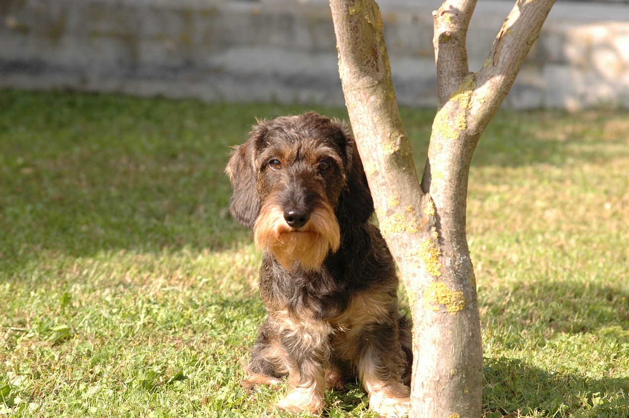 dog dachshund view free photo