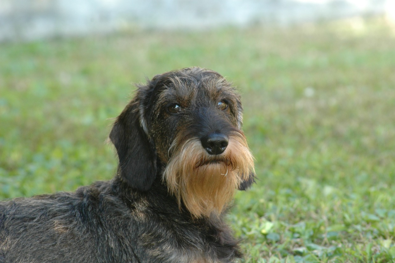 dog dachshund beard free photo