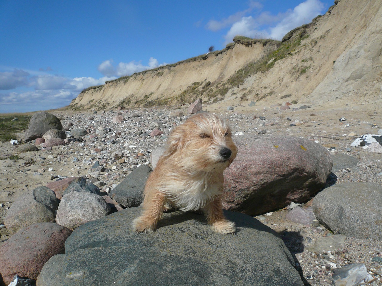 dog wind north sea free photo