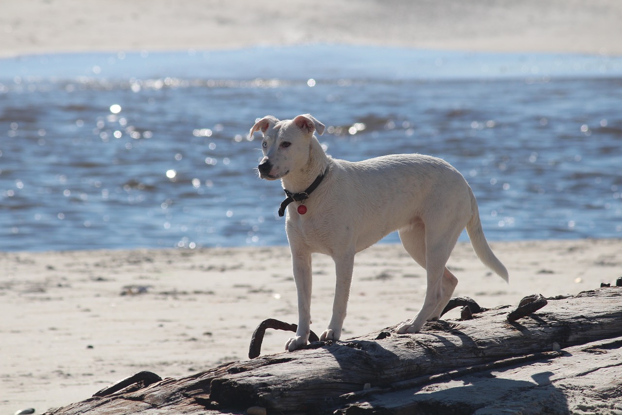 dog sea beach free photo