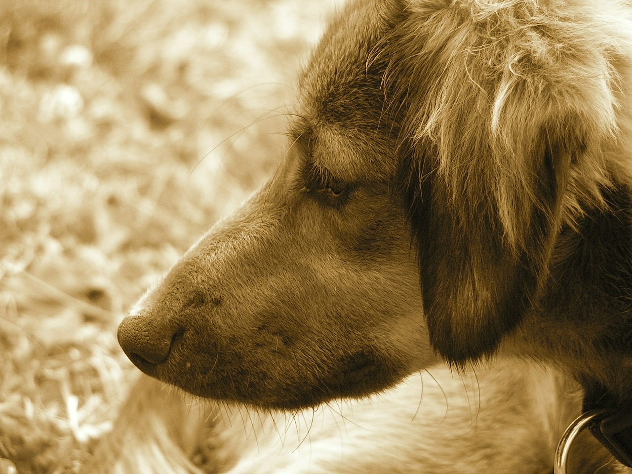 dog portrait sepia free photo