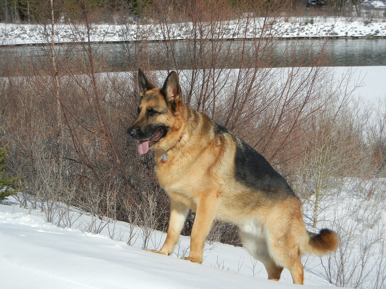 dog german shepard animal free photo