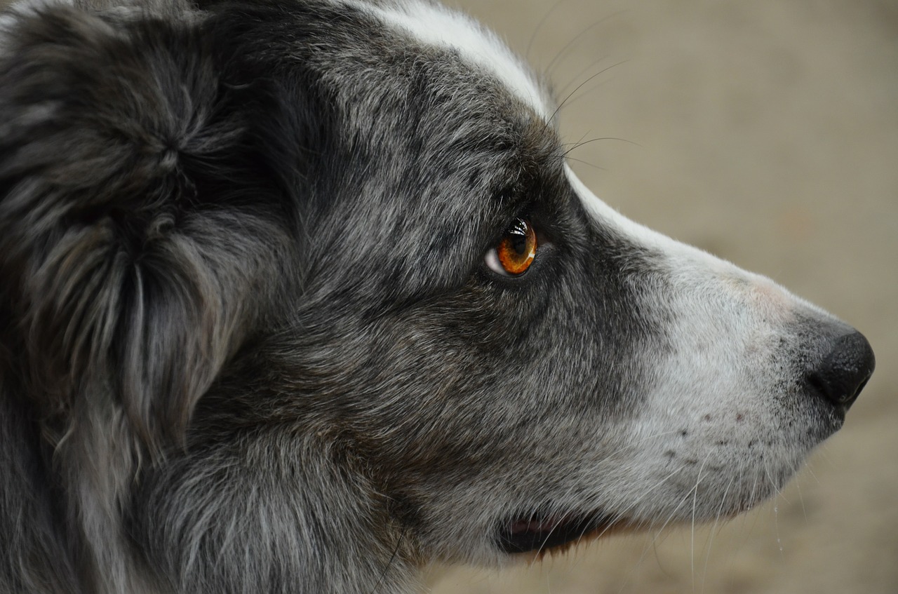 dog pet working dog free photo