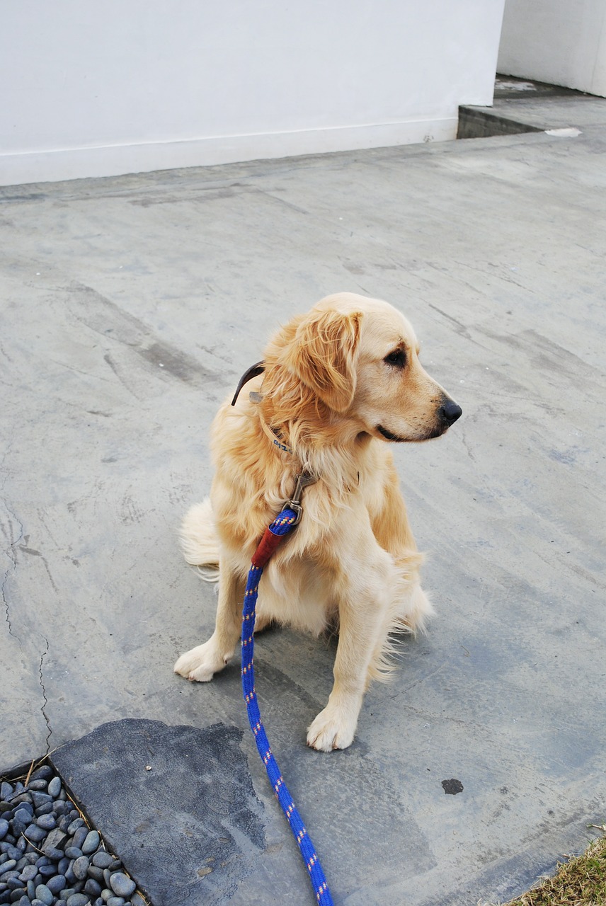 dog retriever snood free photo