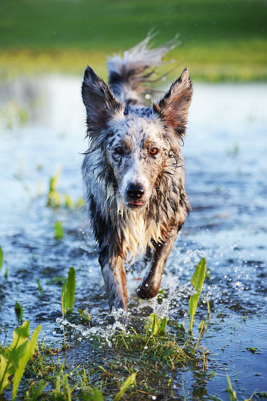 dog play action free photo