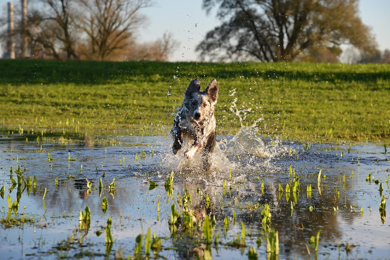 dog play action free photo