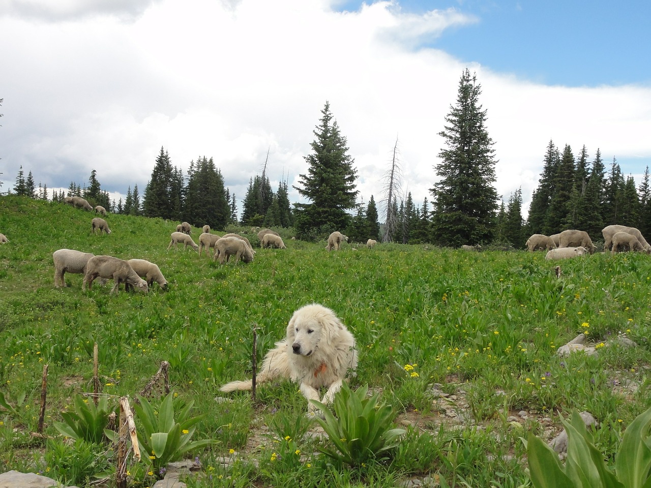 dog sheep nature free photo