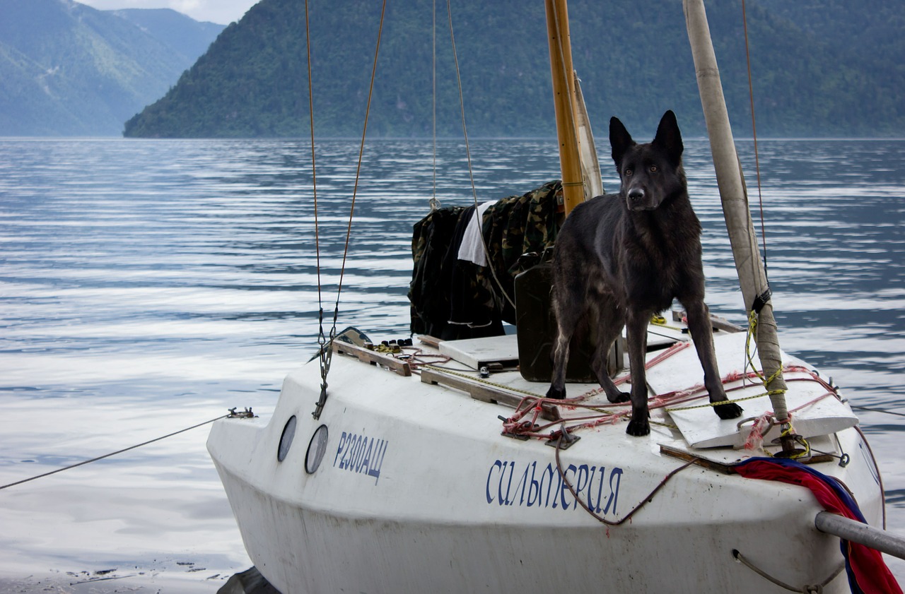 dog yacht altai free photo