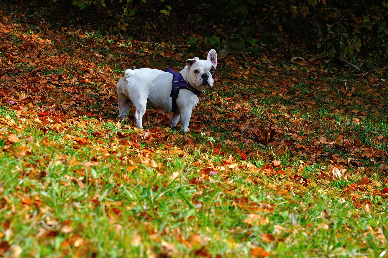 dog animal meadow free photo