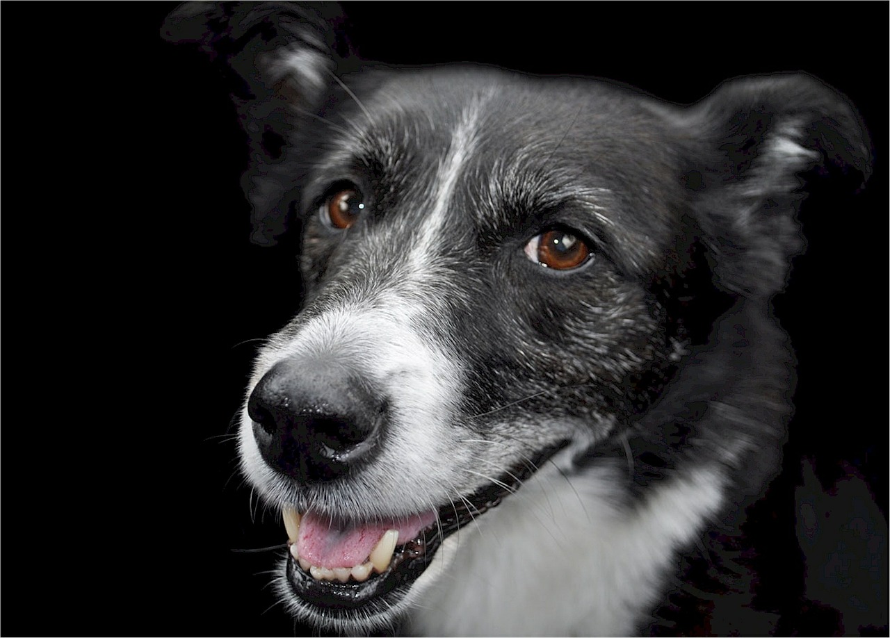 dog mixed breed canine free photo